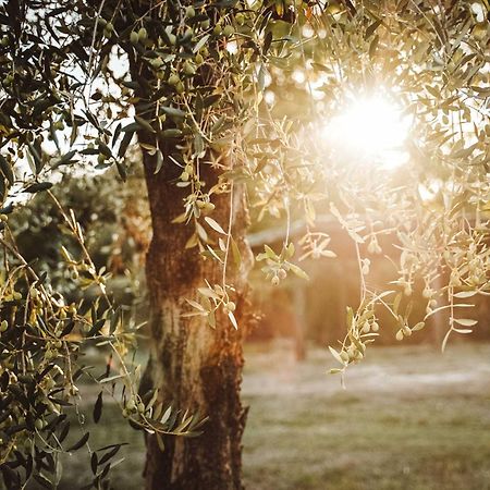 Agriturismo Podere Luchiano Amelia Zewnętrze zdjęcie