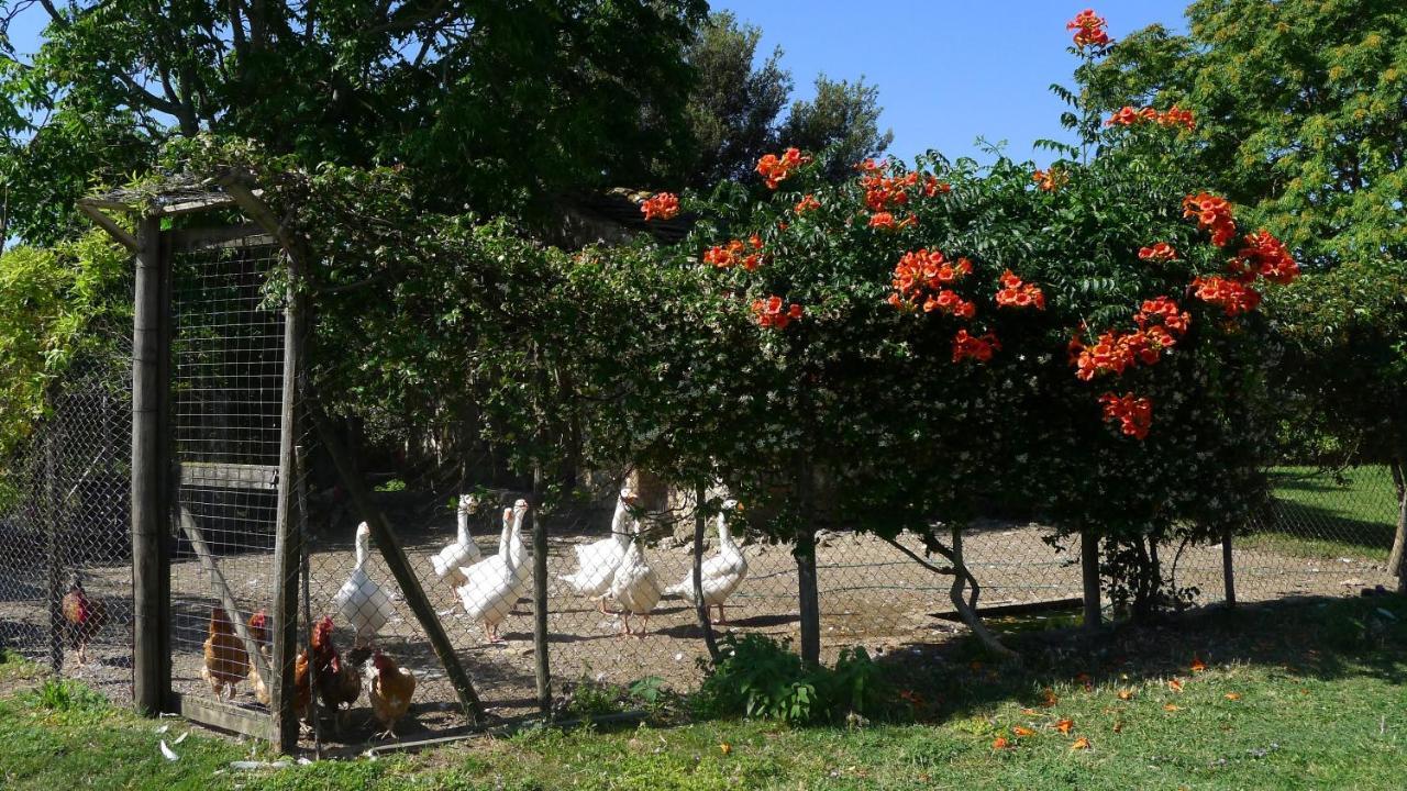 Agriturismo Podere Luchiano Amelia Zewnętrze zdjęcie