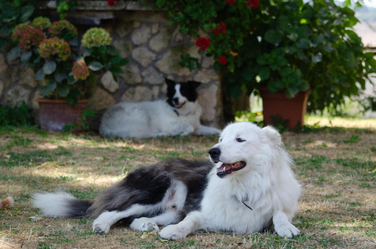Agriturismo Podere Luchiano Amelia Zewnętrze zdjęcie