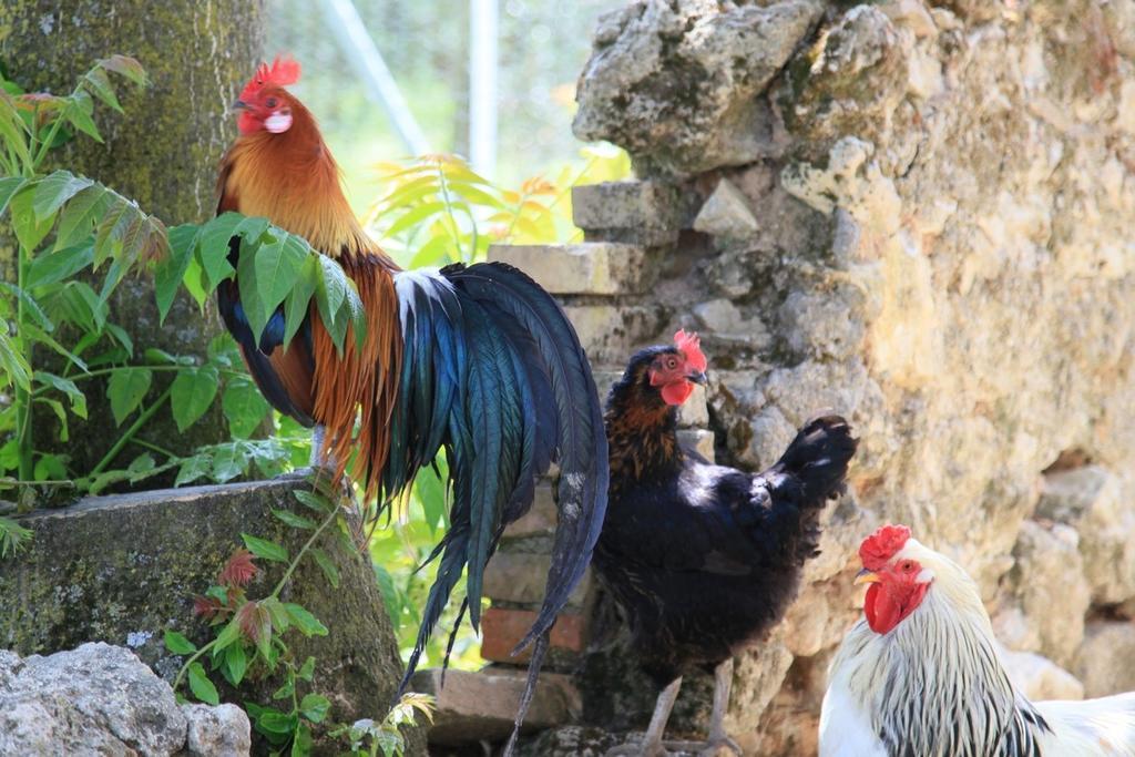 Agriturismo Podere Luchiano Amelia Zewnętrze zdjęcie