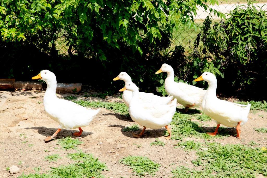 Agriturismo Podere Luchiano Amelia Zewnętrze zdjęcie