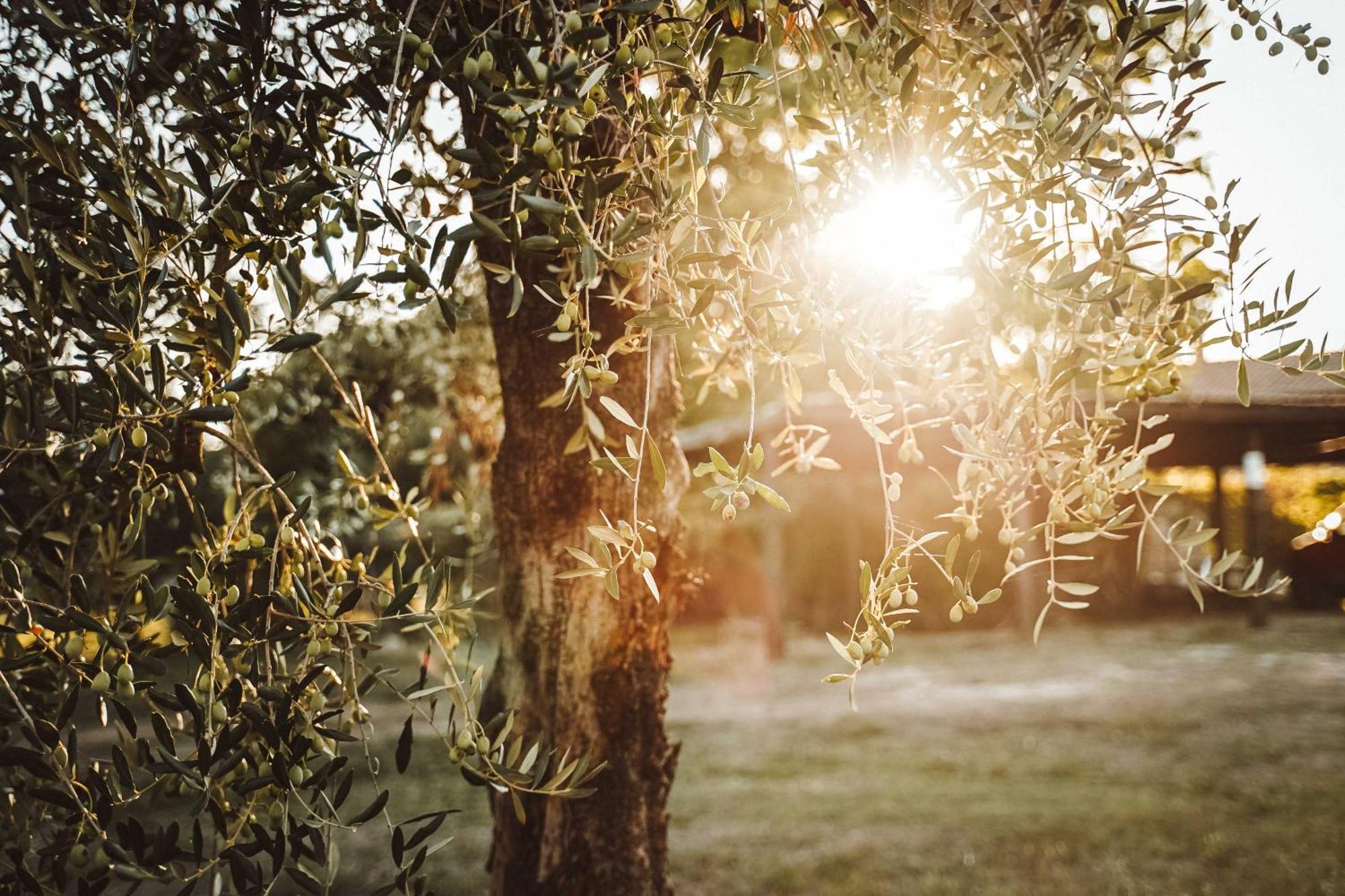 Agriturismo Podere Luchiano Amelia Zewnętrze zdjęcie