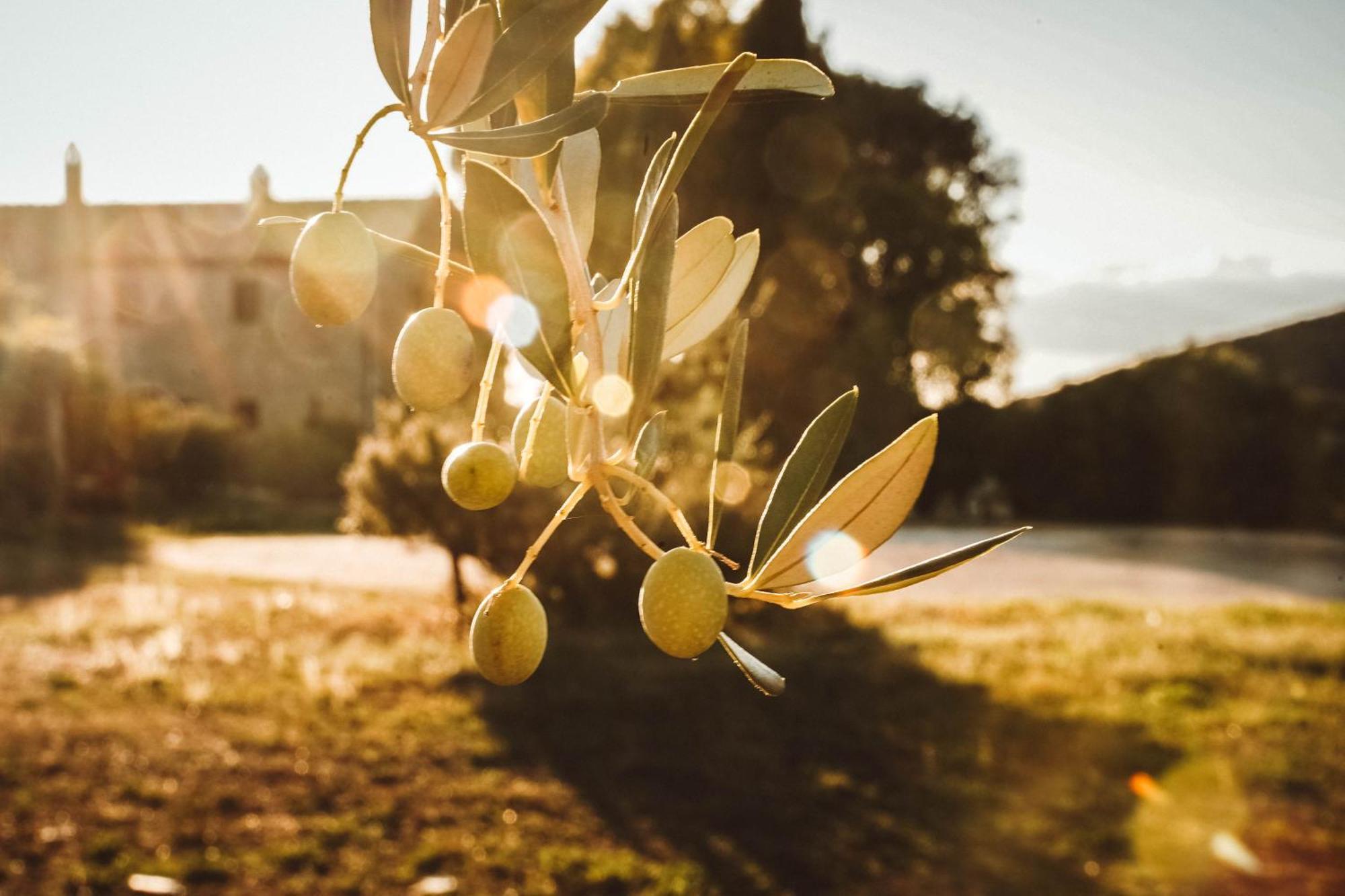 Agriturismo Podere Luchiano Amelia Zewnętrze zdjęcie